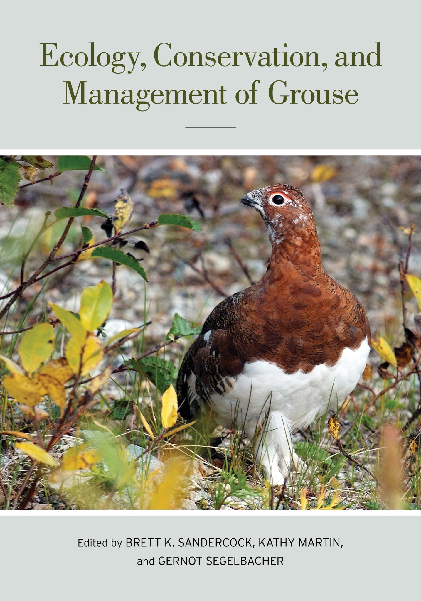 Cover image for Ecology, Conservation, and Management of Grouse ISBN 9780520950573