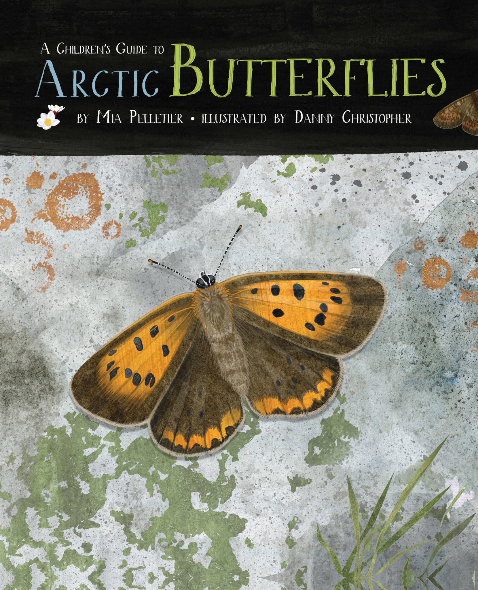 Cover image for A Children's Guide to Arctic Butterflies ISBN 9781772271775