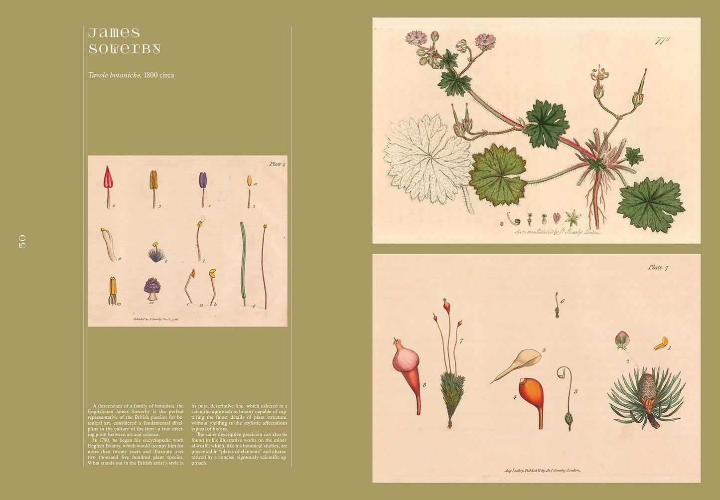 A Herbaria of Plants, Floras and Botanical Treasures