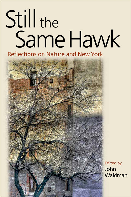 Still the Same Hawk