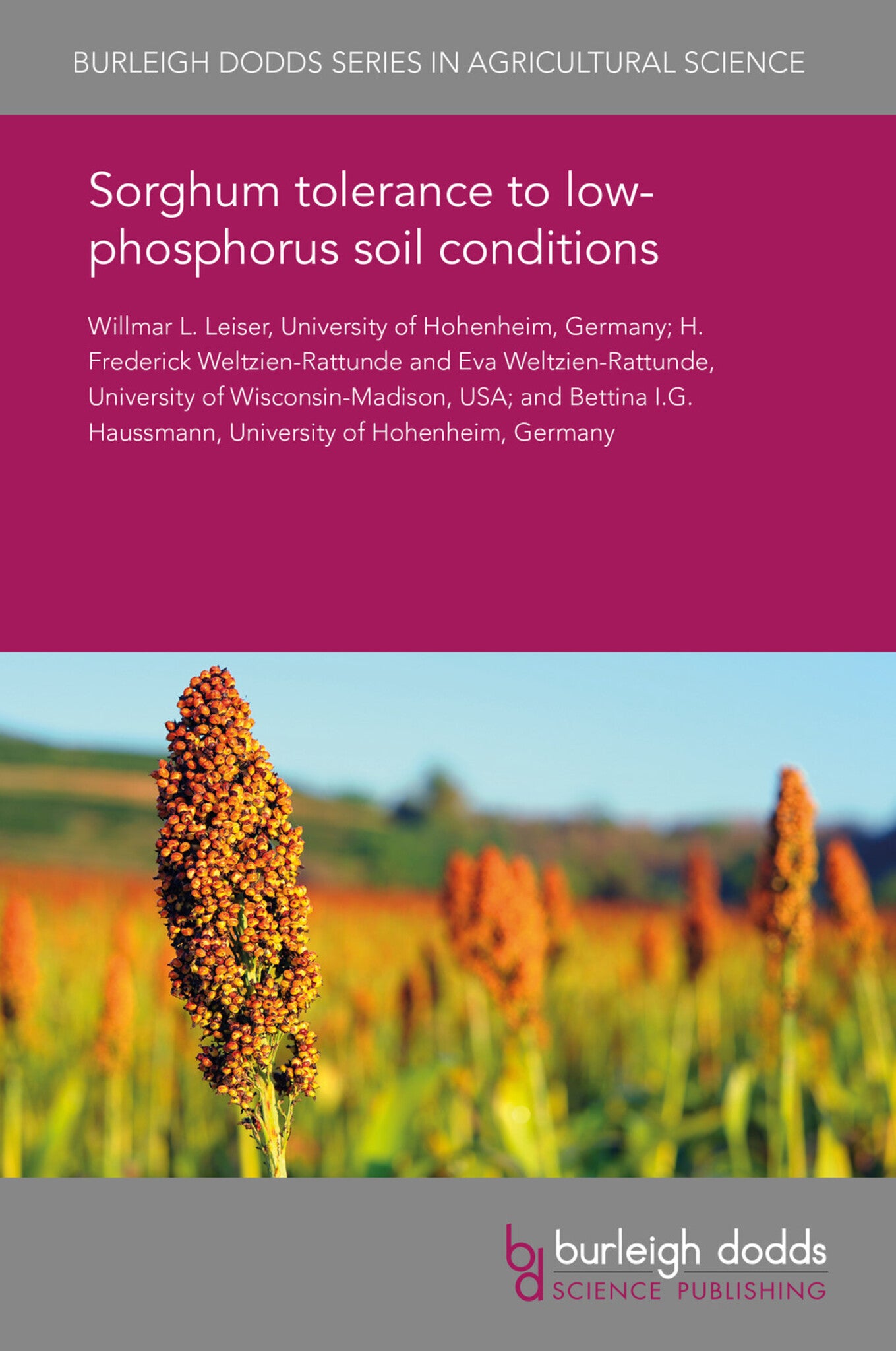 Cover image for Sorghum tolerance to low-phosphorus soil conditions ISBN 9781838795535