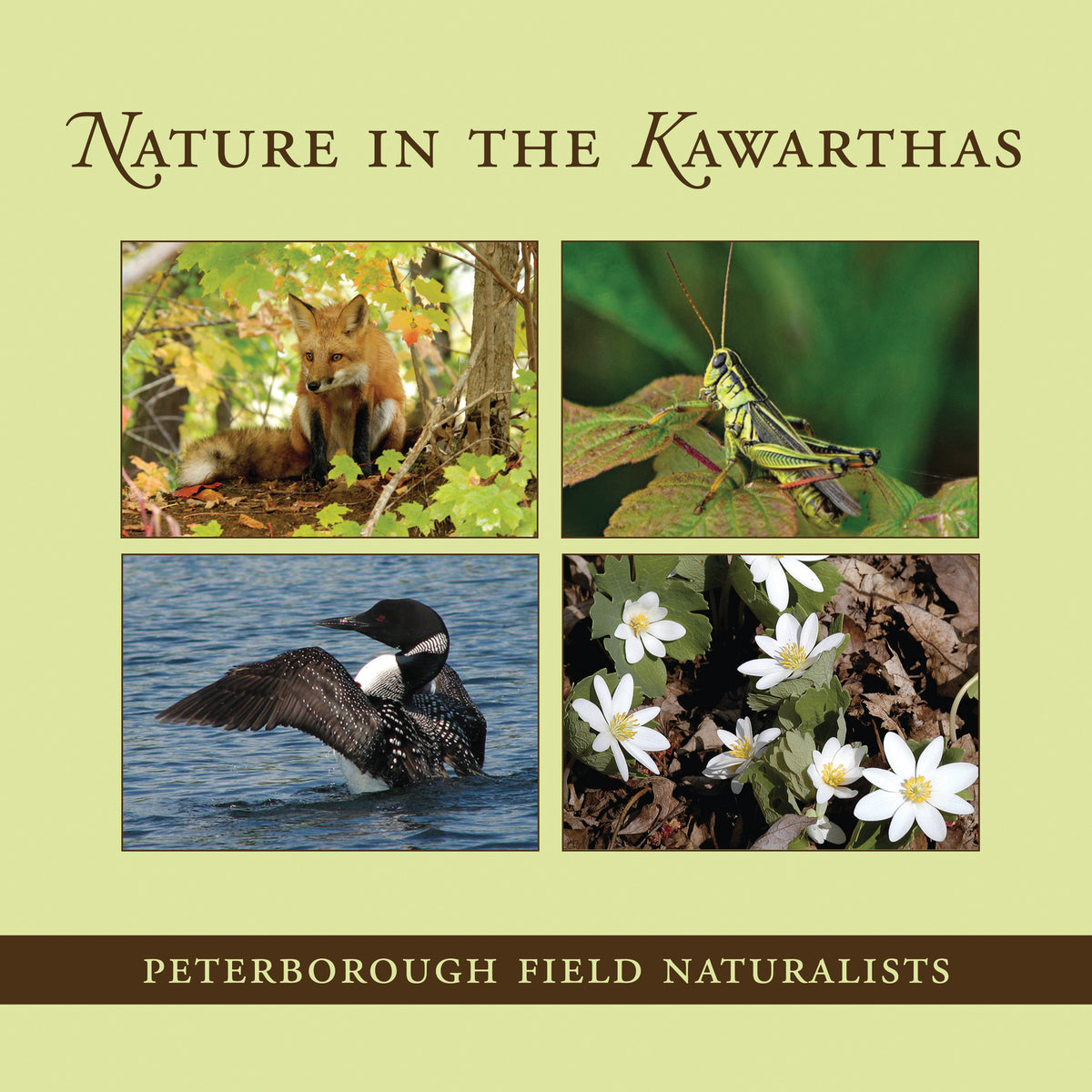 Cover image for Nature in the Kawarthas ISBN 9781459701151