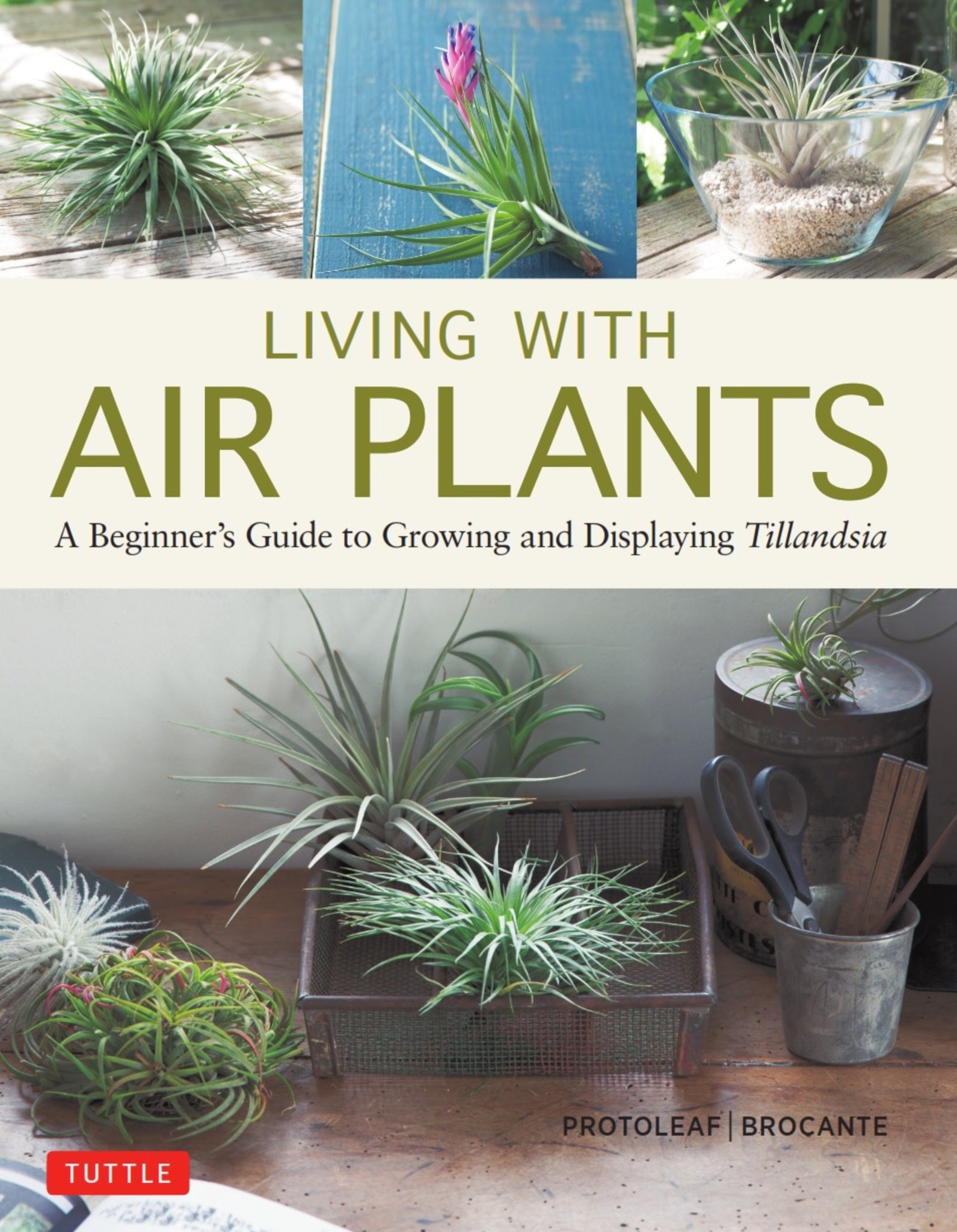 Cover image for Living with Air Plants ISBN 9780804851046