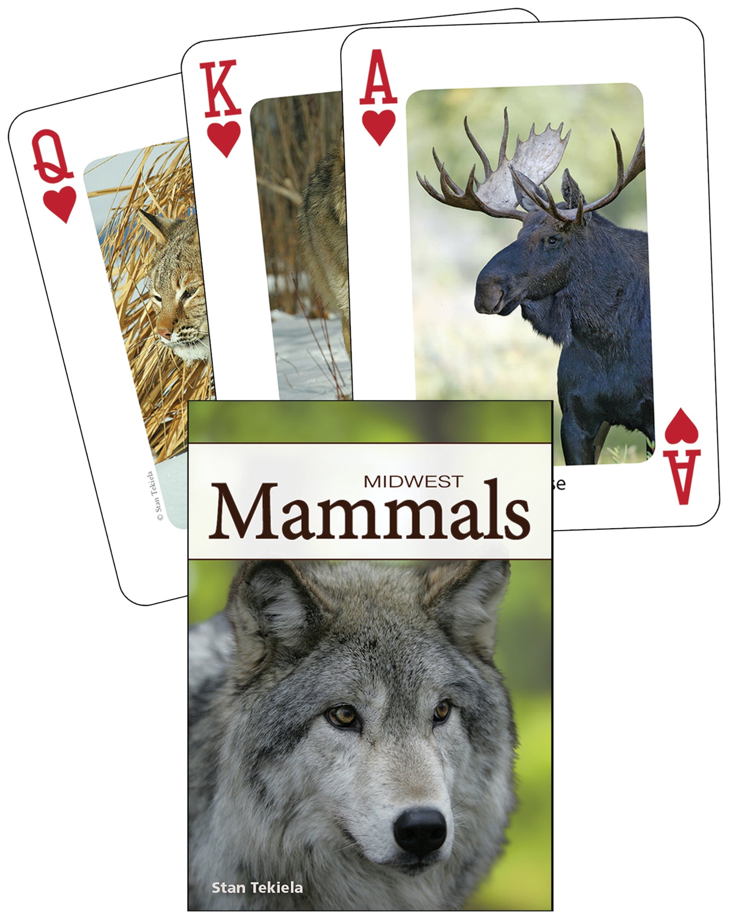 Mammals of the Midwest Playing Cards