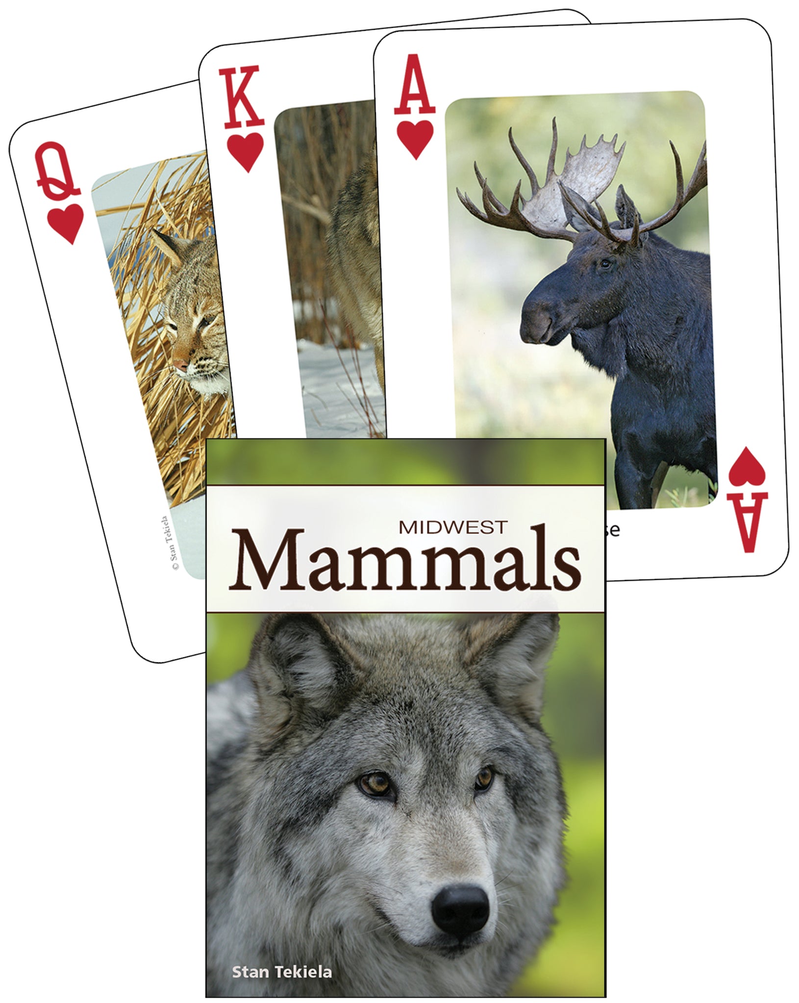 Mammals of the Midwest Playing Cards