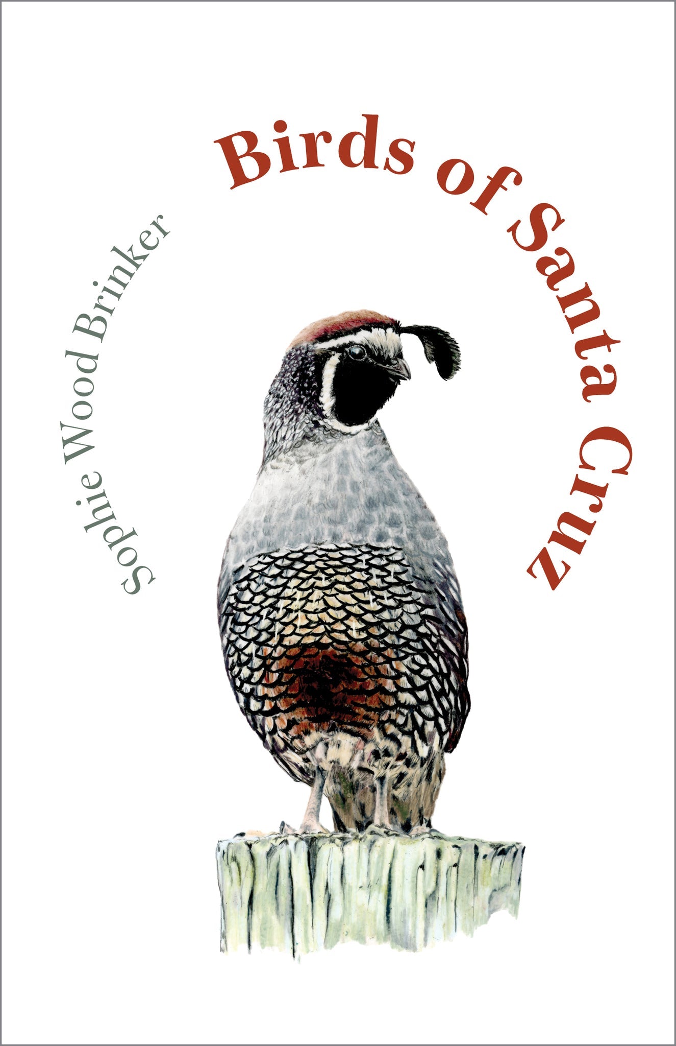 Cover image for Birds of Santa Cruz ISBN 9781597147101