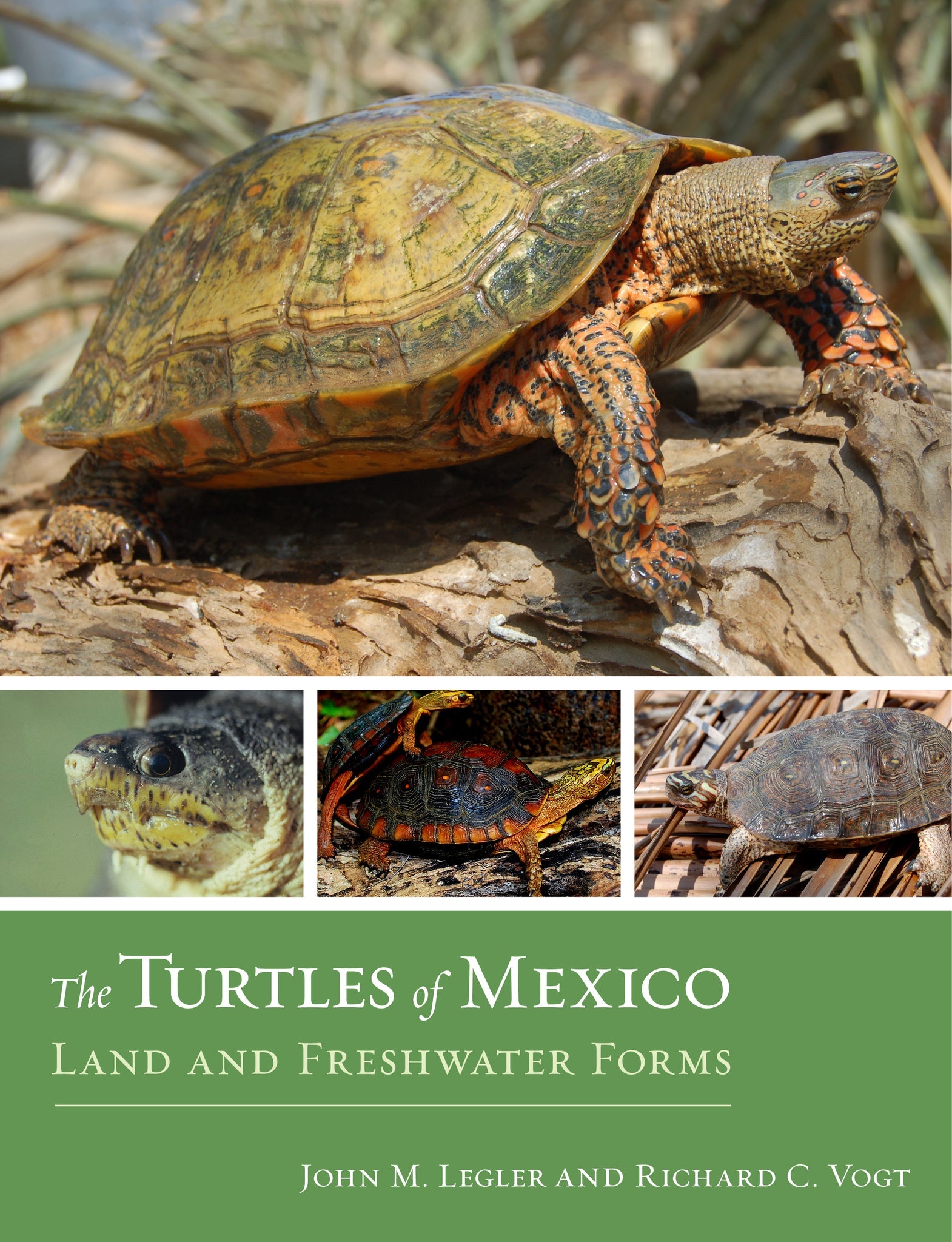 Cover image for The Turtles of Mexico ISBN 9780520956896