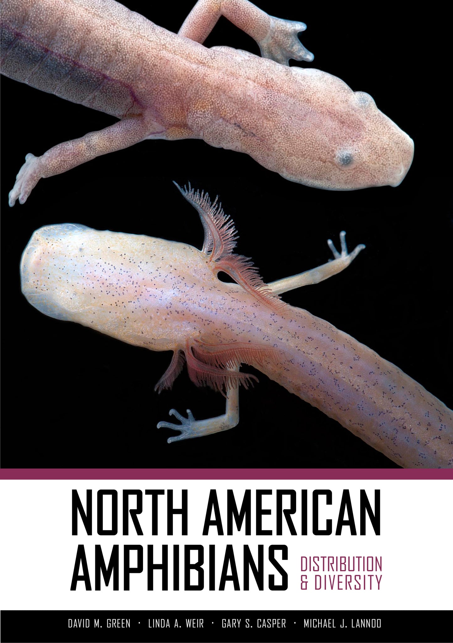 Cover image for North American Amphibians ISBN 9780520956728