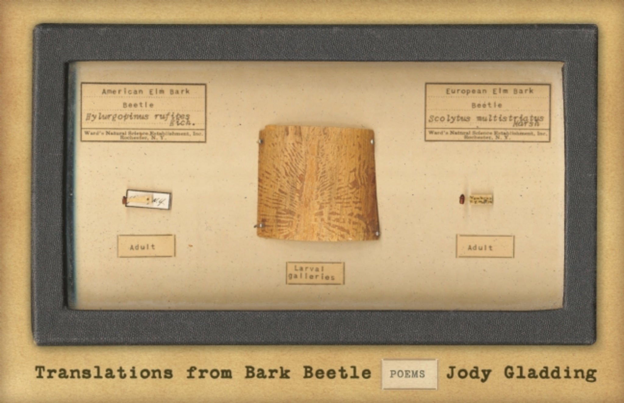 Cover image for Translations from Bark Beetle ISBN 9781571314550