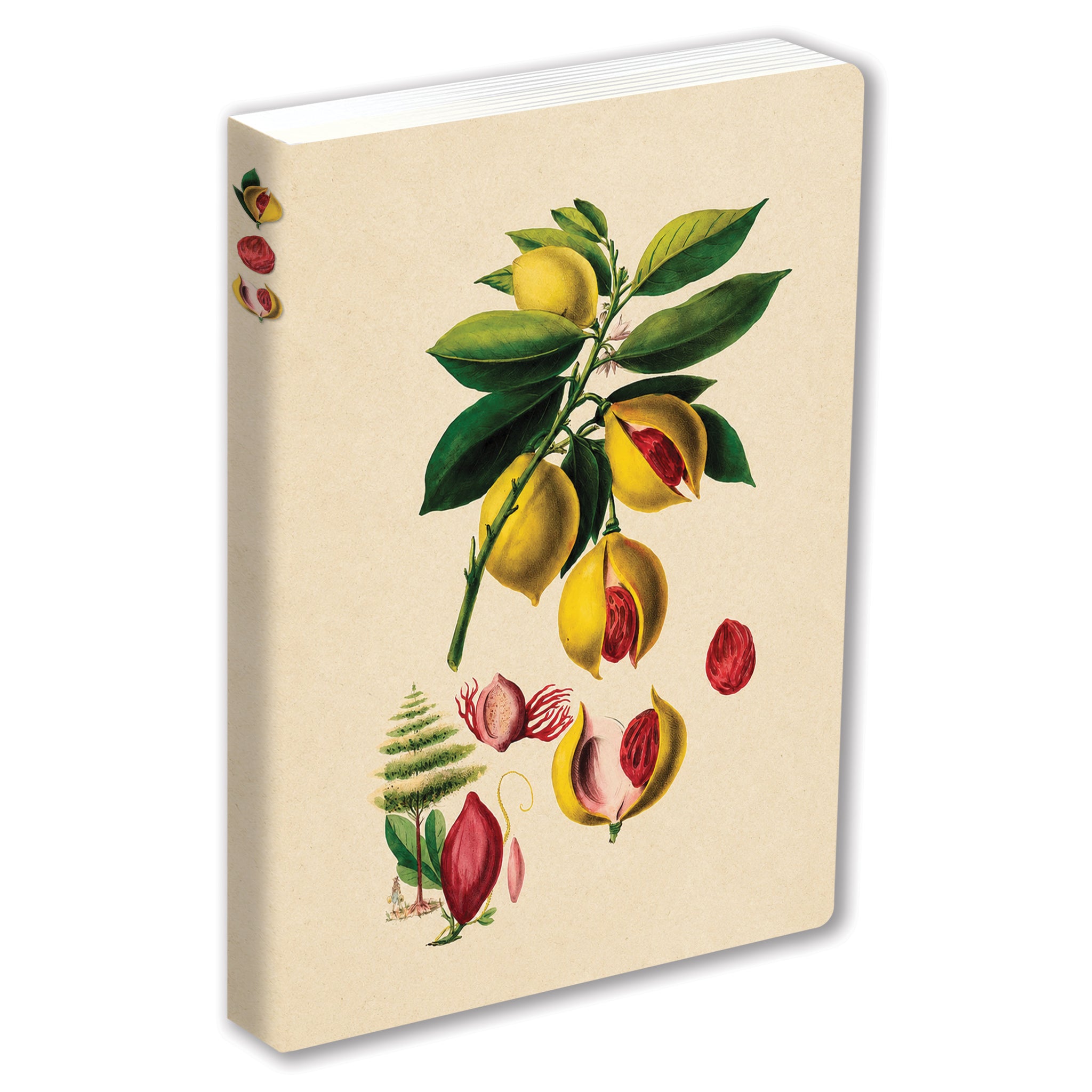 Journal Nutmeg, Lined Paperback