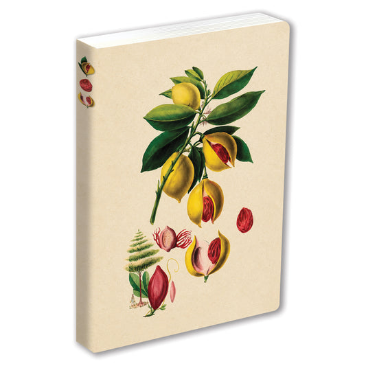 Journal Nutmeg, Lined Paperback