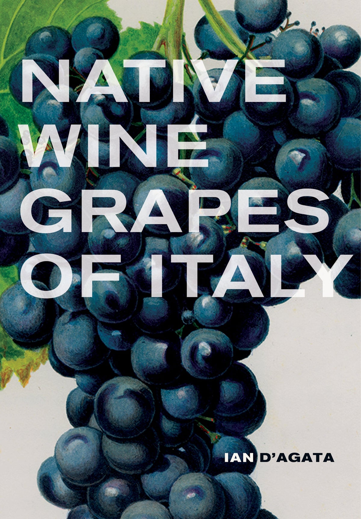 Cover image for Native Wine Grapes of Italy ISBN 9780520957053