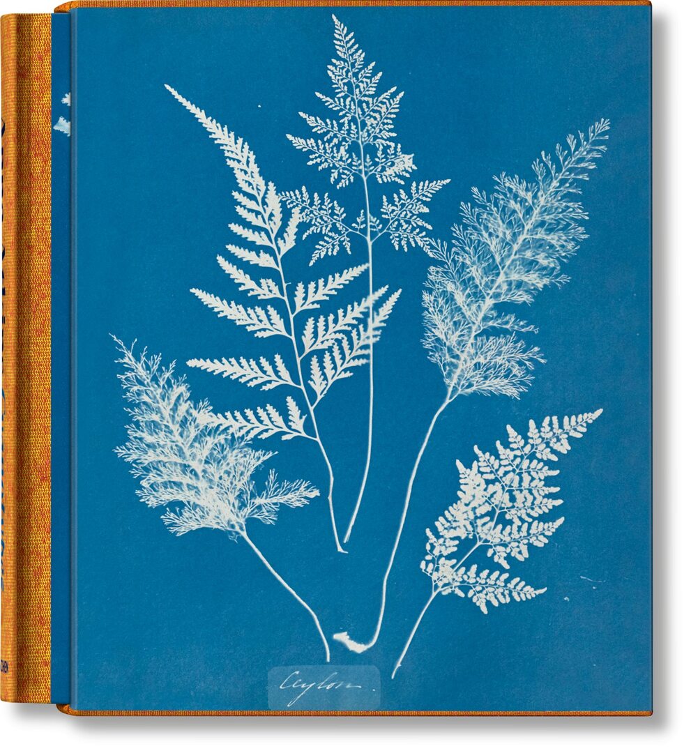 Cover image for Anna Atkins. Cyanotypes ISBN 9783836596039