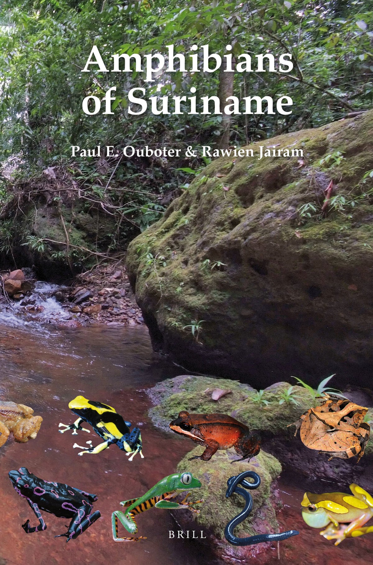 Cover image for Amphibians of Suriname ISBN 9789004210752