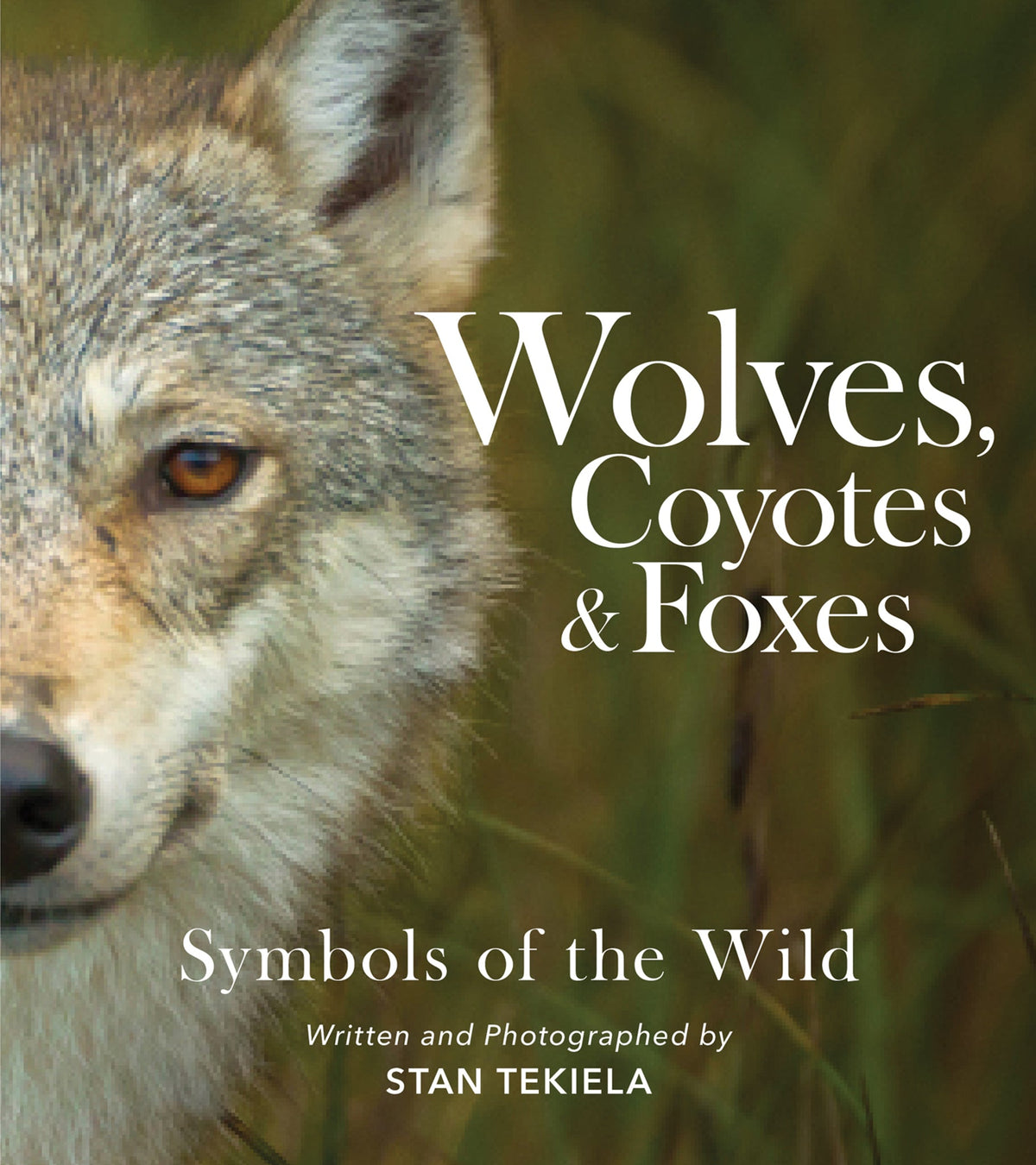 Cover image for Wolves, Coyotes & Foxes ISBN 9781647553166