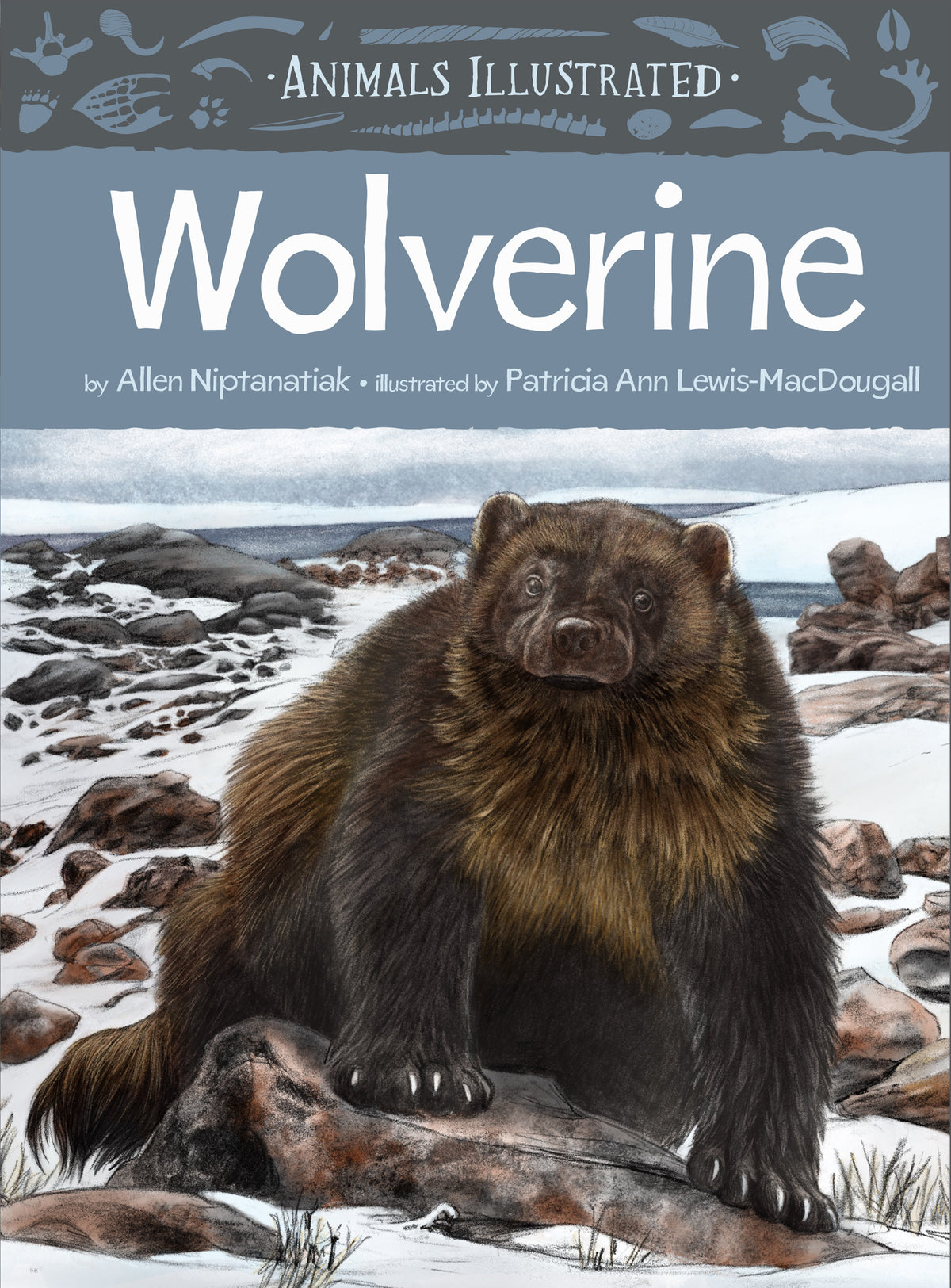 Cover image for Animals Illustrated: Wolverine ISBN 9781772272987