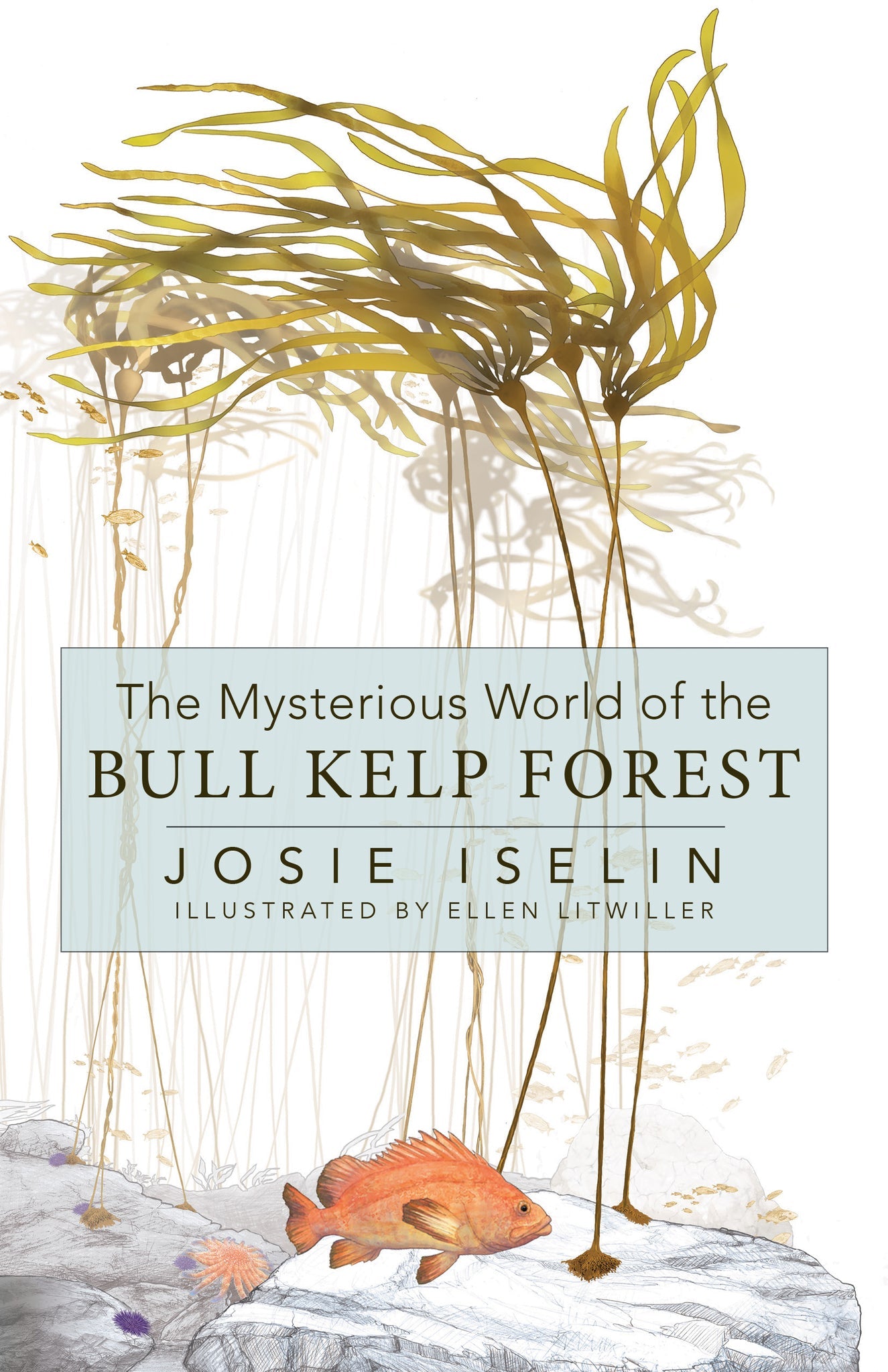 Cover image for The Mysterious World of the Bull Kelp Forest ISBN 9781597147026
