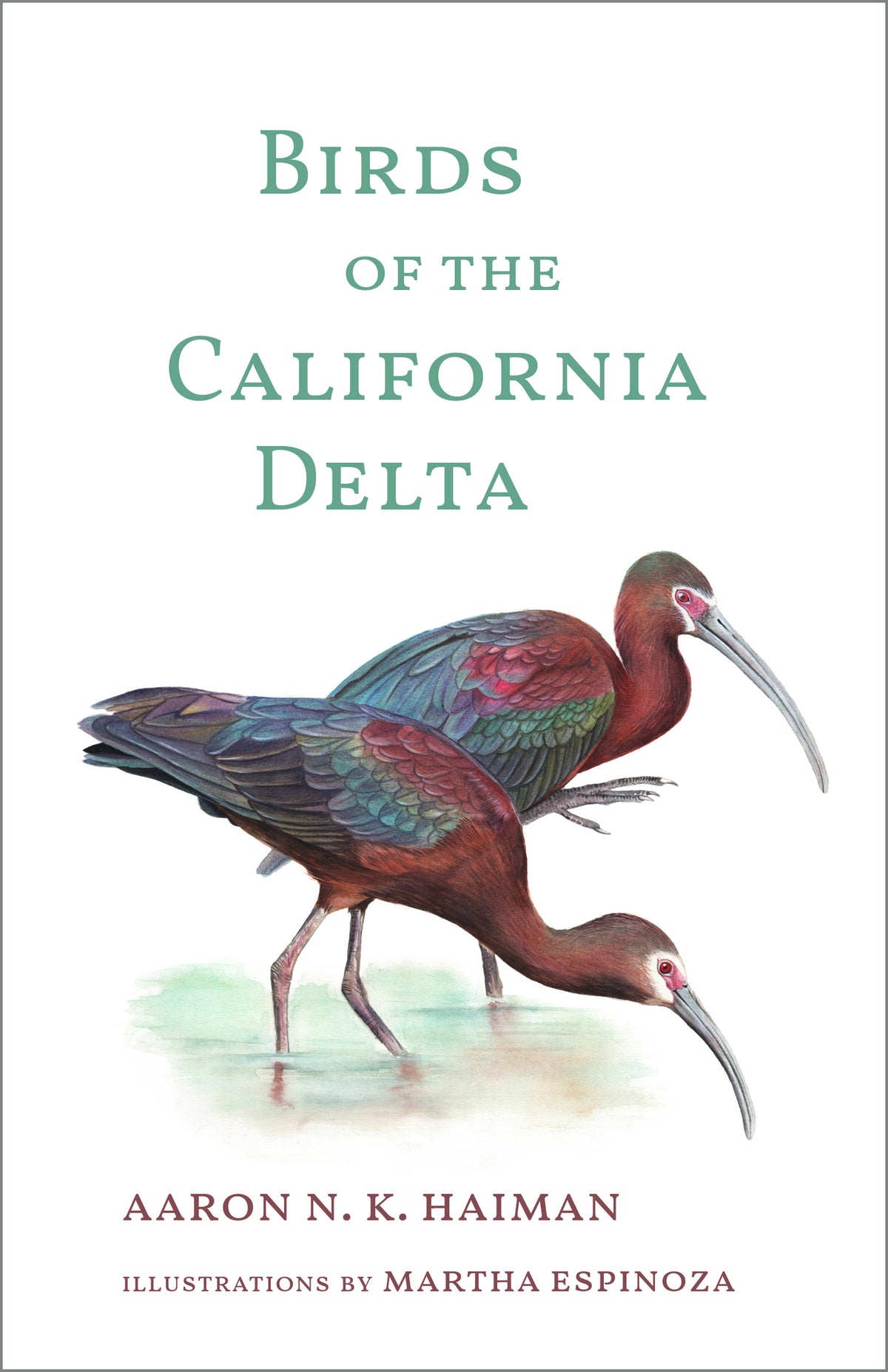 Cover image for Birds of the California Delta ISBN 9781597146739