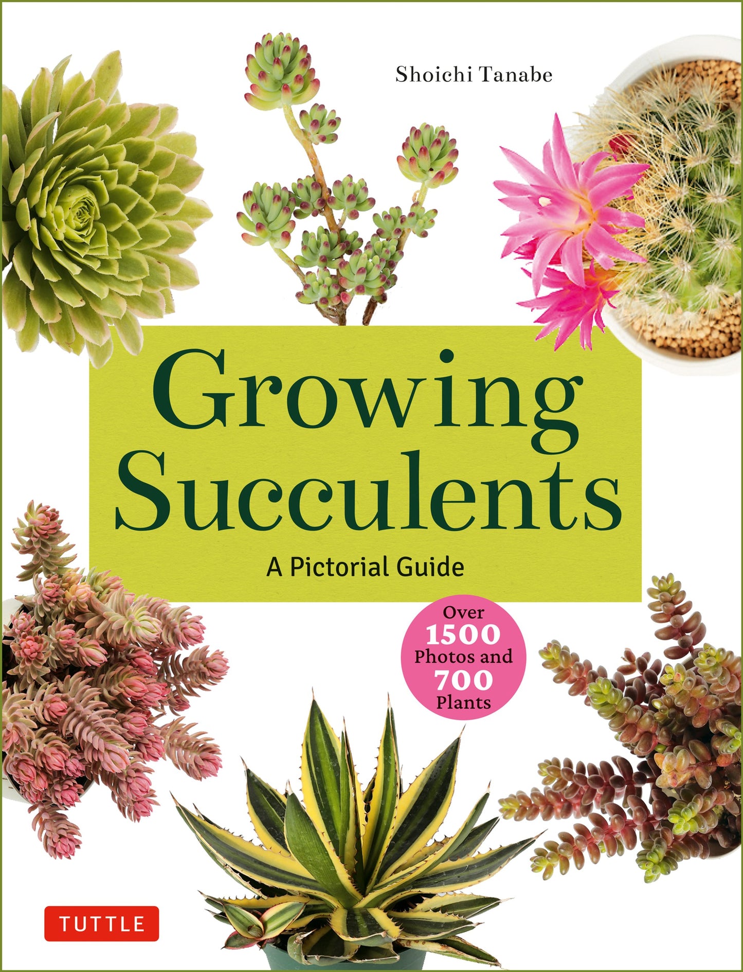 Cover image for Growing Succulents ISBN 9780804855532