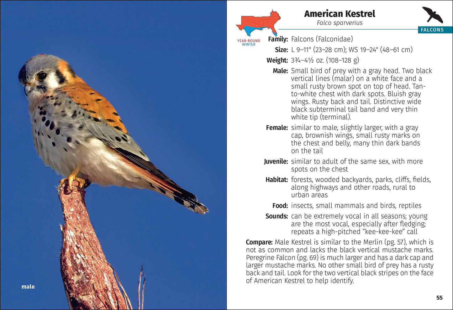 Cover image for Birds of Prey of the South Field Guide ISBN 9781647556310